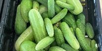 Fresh Cucumbers