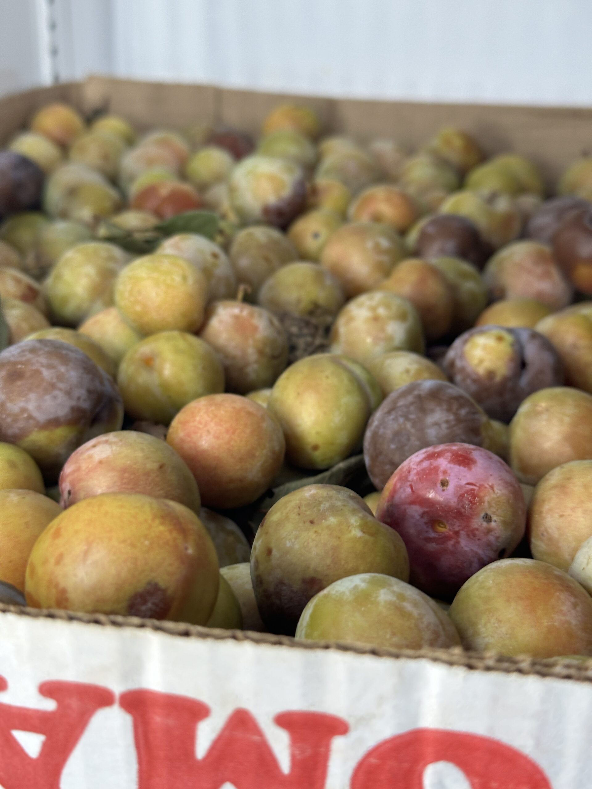 Fresh plums in a box